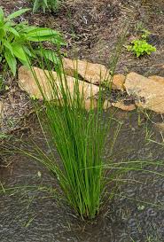 Image result for Juncus