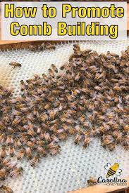 How To Get Your Bees To Build Comb Carolina Honeybees Bee Keeping Backyard Bee Bee