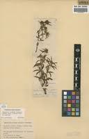 Image result for Antherotoma naudinii