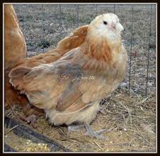 Ameraucana Chick Color Leads To What Hen Color Backyard