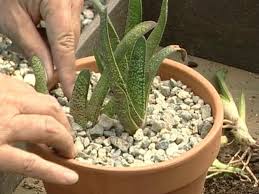 I mean permanently outdoors, all year round? How To Grow Succulents In A Greenhouse How Tos Diy