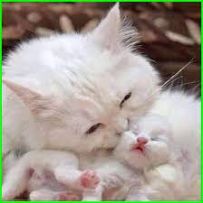 Kucing itu imut dan lucu. Gambar Kucing Lucu Imut Dan Paling Menggemaskan Sedunia Cute Cats Cats Mama Cat