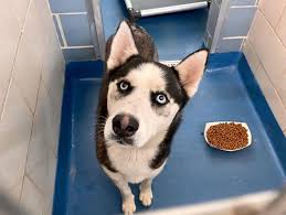 Owners didn't pick up this precious husky and now her life will end  tomorrow unless we can find a way to help. Pledges are needed for her  medical care. Foster needed! Step