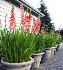B D Lilies Garden Blog Winter Care Of Potted Lily Bulbs Gladiolus Bulbs Plants Lily Bulbs