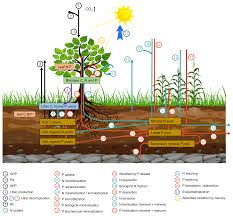 On july 21, 2016, the full cast was announced with a premiere date of september 20, 2016. Gmd Global Evaluation Of The Nutrient Enabled Version Of The Land Surface Model Orchidee Cnp V1 2 R5986