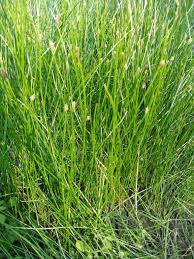 Image result for Eleocharis retroflexa