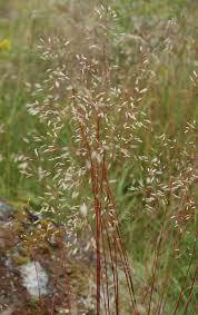 Image result for Avenella