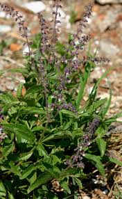 Image result for Orthosiphon schimperi