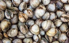 Recette Coques Comme En Algarve Cuisiner Coque Recettes De Coquillages