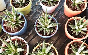 Questa pianta grassa priva di spine è un cactus delle foreste. Le 5 Piante Grasse Da Interno Piu Belle