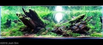 Know the basics of aquascaping. Aquascaping For Beginners 10 Helpful Tips Aquascaping Love