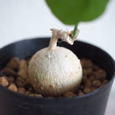 Image result for Pyrenacantha kaurabassana