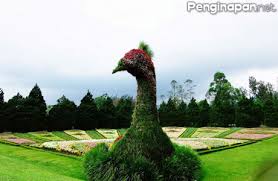 Harga tiket sesuai dengan kejikan pihak pengelola tempat wisata taman bunga nusantara. Harga Tiket Dan Fasilitas Di Taman Bunga Nusantara Penginapan Net 2021