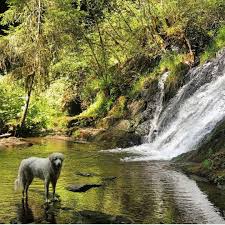 Us $ 2000.00 / unit. Square Pet Vfs Line Of Nutritional Dog Food Review Fido Friendly