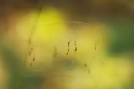 Image result for Bulbostylis densa