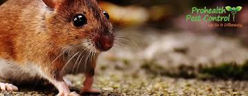 Mice will snack every one to two hours throughout the day. How To Keep Mice Away From Your Office Building Prohealth Pest Control