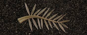 In the past, a dancer and model. The Palme D Or Crafted By Chopard Seybold Jewelry Building Miami