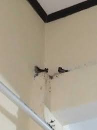 Sarang burung layang layang khasiat. Sarang Burung Layang Layang Steemit