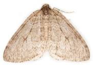 108 Epirrita christyi (Pale November Moth) - British Lepidoptera