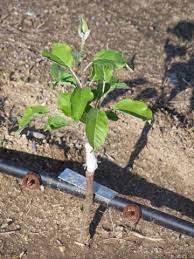 'apple of my eye' baby shower. Growing Apple Trees From Seed 7 Steps Instructables