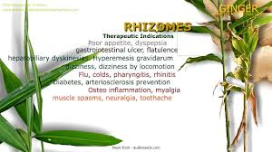 Ginger has been used for medicinal purposes across many cultures for thousands of years. Ginger Root Properties Of The Ginger Plant Pharmacognosy Medicinal Plants
