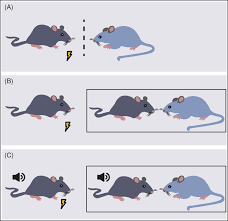 There are many factors that go into a pet mouse's longevity. Ecological Validity Of Social Interaction Tests In Rats And Mice Kondrakiewicz 2019 Genes Brain And Behavior Wiley Online Library