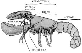 Crustáceos e Aracnídeos - BioMania
