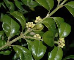 Image result for Buxaceae