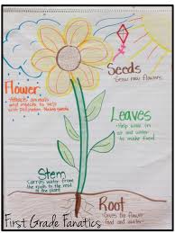 first grade fanatics plant life cycles