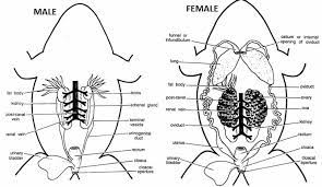 Frog Dissection Faunafondness A Diary So Wild 2021