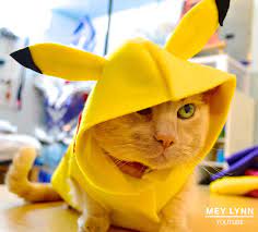 How To Make A Pikachu Costume For Your Pet No Sewing Required D Pokemon Pikachu Costume Petdiy Cat Halloween Costume Diy Pet Costumes Cat Costumes
