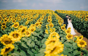 Analog Camera Beautiful Flowers Couple Walking Flower Garden Garden Happiness Love Photoshoot Sky Sunflower Sunflower Garden Vsco Wedding Dress We
