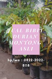 Tanaman dinyatakan mati apabila bagian luar dan. Pin Di Diskon Hp Wa 0822 2022 8118 Jual Bibit Durian Montong Super Di Kepulauan Selayar Harga Bibit Durian Kura Kura Di Luwu