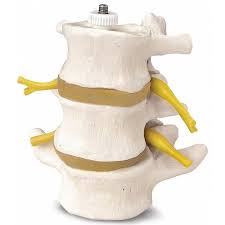 Image result for Lumbar vertebrae