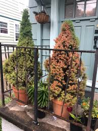 If that's not an option, place crushed ice over the soil when it feels dry. Ask An Expert Conifers In Containers Need Special Care Oregonlive Com