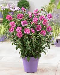 Image result for Hibiscus syriacus ´Pink Chiffon