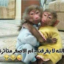 ههههههه متاثره حيييل funny arabic quotes arabic funny arabic jokes