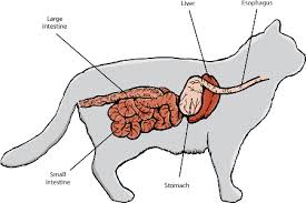 Want to discover art related to bloatedstomach? Introduction To Digestive Disorders Of Cats Cat Owners Merck Veterinary Manual