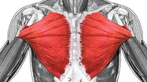 Smooth muscle tissue is located in the walls of hollow internal structures such as blood vessels, the. Muscles Named For Its Location Bodybuilding Wizard