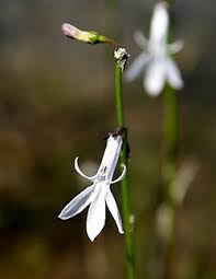 Image result for Lobelia chireensis