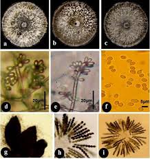 Image result for Cogniauxia