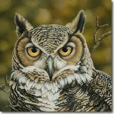 Aysegul Adli Kullanicinin Baykus Panosundaki Pin Hayvan Fotografciligi Hayvanlar Ve Owl