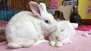 Can Bunnies Live Alone Are Bonded Bunnies Happier Youtube