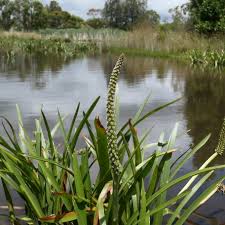 Image result for Juncaginaceae