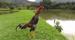 Ukurannya akan lebih kecil jika biarkan para indukan mengerami telurnya hingga menetas. Panduan Cara Ternak Ayam Bangkok Dari Bibit Hingga Panen Forum Teropong