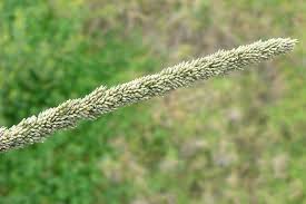 Image result for Sporobolus natalensis