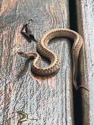 Dekay S Brown Snake Storeria Dekayi Non Venomous Snake Future Tank Reptiles