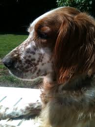 We did not find results for: English Setter Ginger