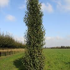 Image result for Oldenlandia fastigiata