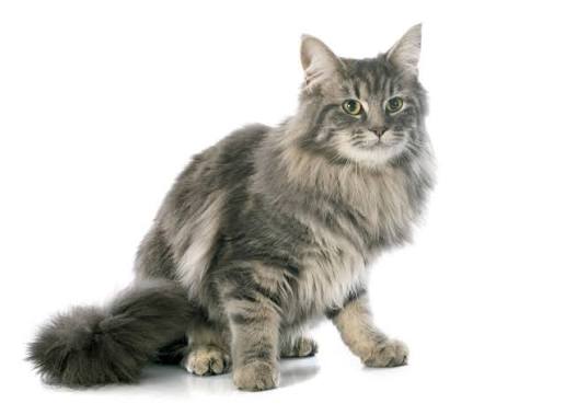 Turkish Angora Cats | Cat Breeds
